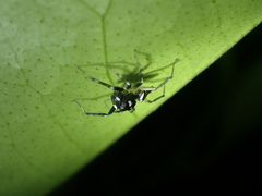 Phintella bifurcilinea