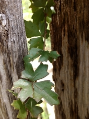 Cissus trifoliata