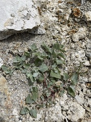 Atriplex argentea