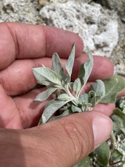 Atriplex argentea