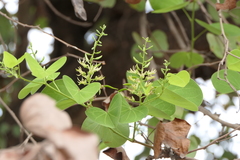 Bauhinia racemosa