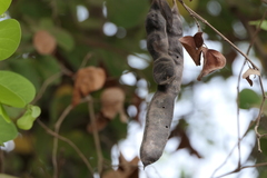 Bauhinia racemosa