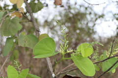 Bauhinia racemosa