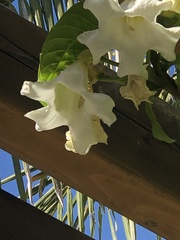 Beaumontia grandiflora