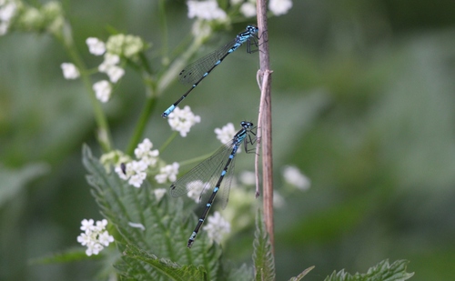 Variable Bluet photo 5