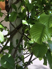 Beaumontia grandiflora