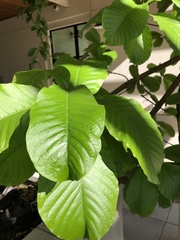 Beaumontia grandiflora