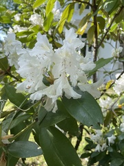 Rhododendron