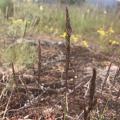 Poa secunda secunda