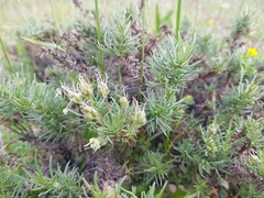 Plantago sempervirens
