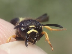 Gymnomerus laevipes