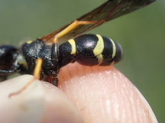 Gymnomerus laevipes