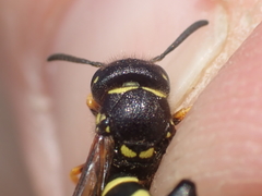 Gymnomerus laevipes
