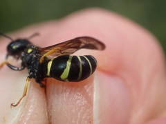 Gymnomerus laevipes