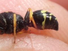 Gymnomerus laevipes