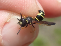 Gymnomerus laevipes