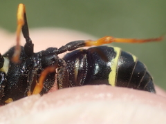 Gymnomerus laevipes