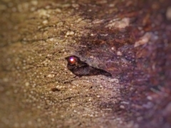 Antrostomus carolinensis