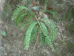 Asplenium trichomanes