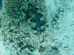 Tridacninae