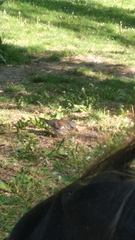 Turdus pilaris