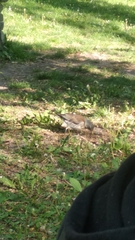 Turdus pilaris