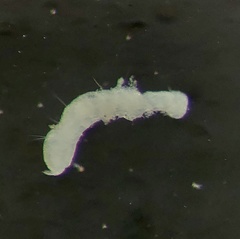 Pristina proboscidea