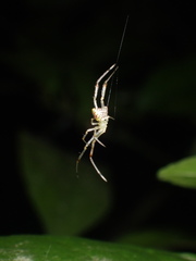 Thwaitesia margaritifera