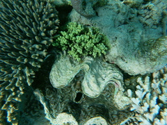 Tridacninae