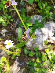 Ophrys oestrifera
