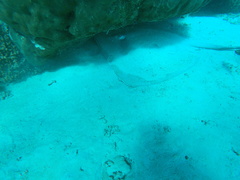 Pateobatis jenkinsii