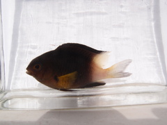 Stegastes partitus