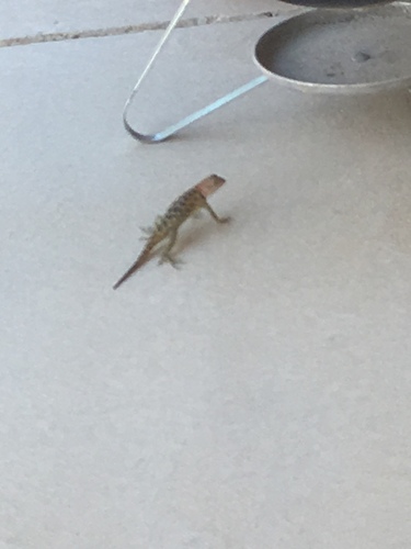 iNaturalist observation photo of Desert Spiny Lizard