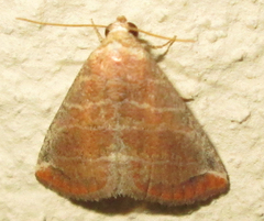 Eublemma baccalix