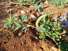 Trigonella foenum-graecum