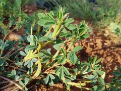 Trigonella foenum-graecum