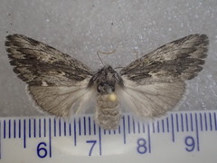 Commonia hesychima
