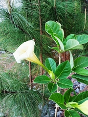 Solandra brevicalyx