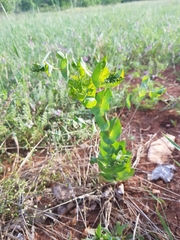 Bupleurum rotundifolium