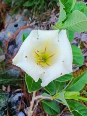 Solandra brevicalyx