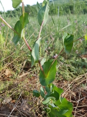 Bupleurum rotundifolium