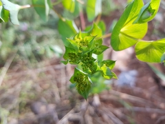 Bupleurum rotundifolium