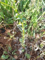 Euphorbia falcata