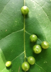 Magnoliopsida