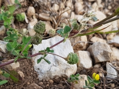 Medicago rigidula