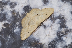 Scopula emma