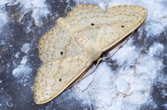 Scopula emma