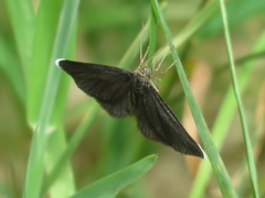 Odezia atrata