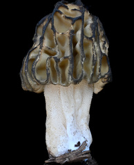 Morchella populiphila
