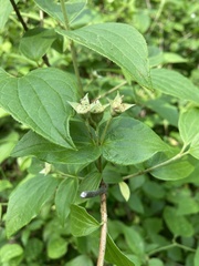 Philadelphus hirsutus